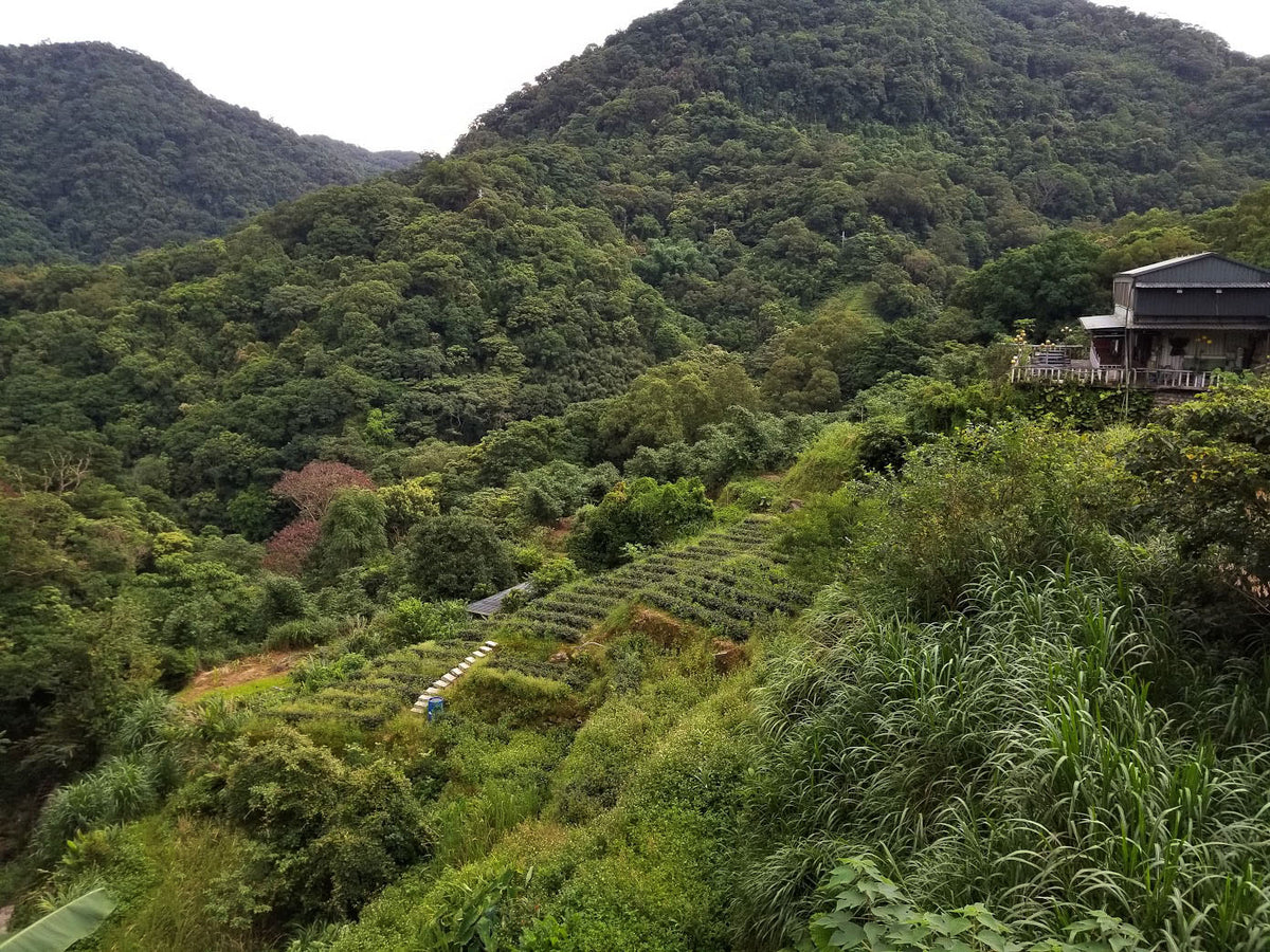 Tie Guan Yin aus Muzha Taiwan