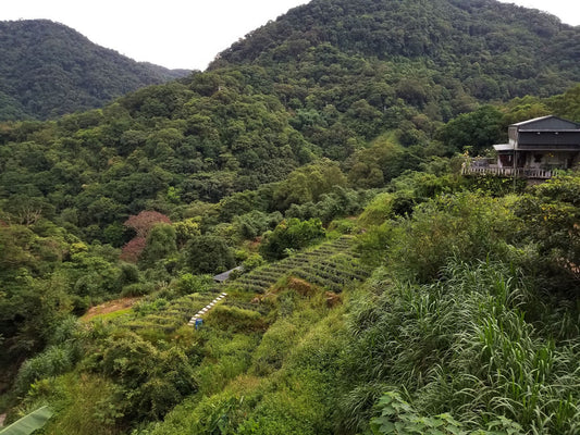 Tie Guan Yin aus Muzha Taiwan